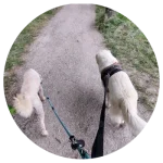 Promenade de chien dans le Pays de Gex avec Animalegria