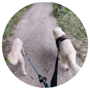 Promenade de chien dans le Pays de Gex avec Animalegria