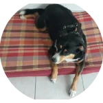Pension familiale pour chiens et chats dans le Pays de Gex