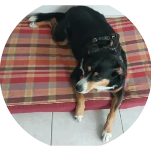 Loula